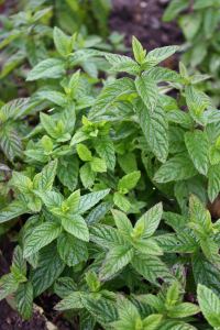 ingrijire menta